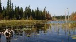 Beaver Pond -3 -small.JPG