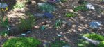 The rock garden is blooming nicely -small.JPG