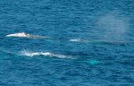 A Couple of Whales 2 800.jpg