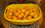 Oranges Picked January 2010 - 800.jpg