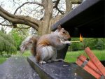 Naughty-Squirrel--7799.jpg