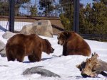 bear1.JPG