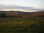 Autumn Flock.JPG