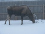 Moose 1-8-11two.jpg