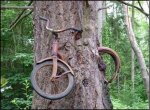 bike in a tree.jpg