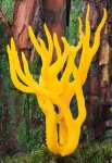 antler fungus.jpg