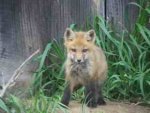 tn_100_1138fox.jpg