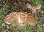 fawn in yard small file.jpg