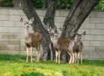 Diskeeper Deer 2 - 600.jpg