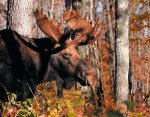 Algonquin moose reduced.jpg