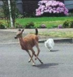 funny-deer-chased-cat1.jpg