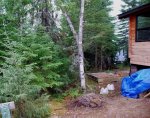 Tree removal beside ramp -before -small.JPG