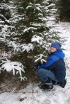 Xmas Tree Farm 3 -Ethan sawing down the selected tree -small.JPG