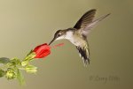 Black-chinned-Hummingbird_Larry-Ditto_MG_4558.jpg