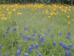 tx wildflowers.jpg