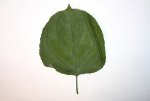 leaf.jpg