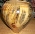 Norfolk Island Pine 12.jpg