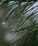 pine droplets2.jpg