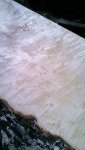 curl burl (1).jpg curl burl (1).jpg