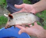 Hogfish.jpeg Hogfish.jpeg