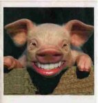 pig-smile.jpg