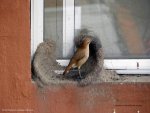 Natural Bird House-1.jpg