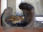 Natural Bird House-2.jpg