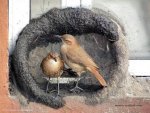 Natural Bird House-4.jpg