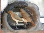 Natural Bird House-7.jpg