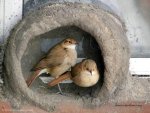 Natural Bird House-9.jpg
