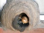 Natural Bird House-13.jpg