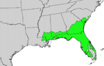 slash pine region.png