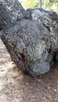 live oak burl backside.jpg