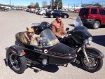 Rick and Sidecar Dogs 1 800.jpg