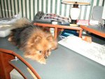 Chewey 12-27-02.jpg Chewey 12-27-02.jpg