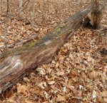 rotted tree.jpg rotted tree.jpg