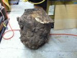 burl 004.jpg burl 004.jpg
