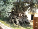 Olive Tree.jpg