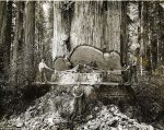 Redwoods.01.jpg