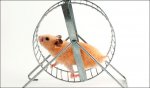 hamster.jpg