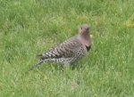 Northern Flicker.jpg