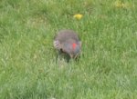 Northern Flicker 3.jpg