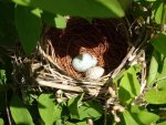 Catbird nest w cowbird egg.jpg