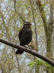 female catbird.jpg