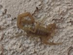 Scorpion 16b 1024 T.jpg