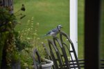 Blue Jay Oct 21 2017.jpg