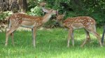 fawns playing 2.jpg