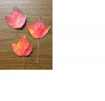 Red Maple Leaves.jpg