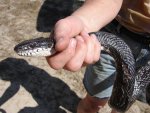bigratsnake.jpg bigratsnake.jpg