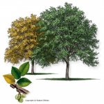 elm_cedar150.jpg elm_cedar150.jpg